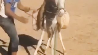 اقوى المقالب بالعالم