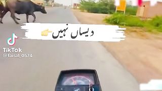 Jhang
