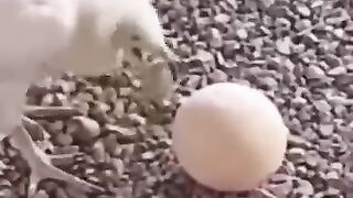 کیا یہ قتل ہے