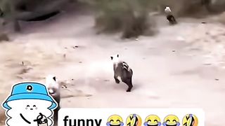 Funny clip # new funny videos 2023