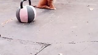Cachorros hilários
