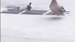 Animais engraçados você ver aqui