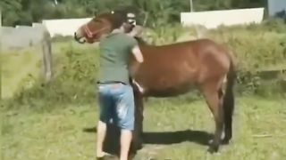 Veja o que o cavalo fez