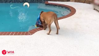Best Funny Dogs And Cats Videos ???? - Funniest Animals Videos 2023???? Alphabet Lore in Real Life