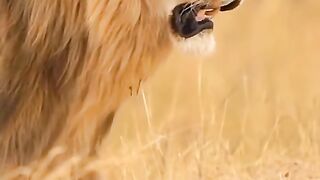 The King Lion