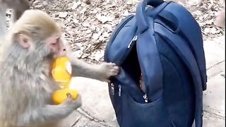 Best funny video 38