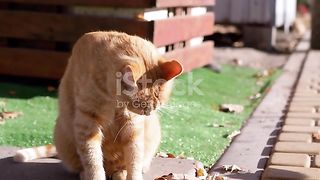 Cat Fight Compilation #2022