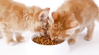 Funny Cats And Kittens Want To Share Their Food Compilation
