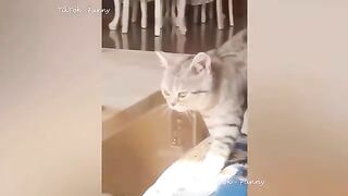 Best Funny Dogs And Cats Videos ???? - Funniest Animals Videos 2023???? #12 2