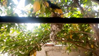 Beautiful Tiny Birds making thair nest in my garden