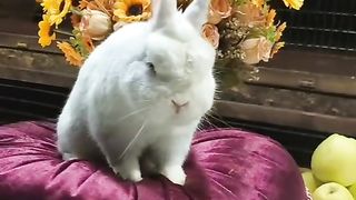 rabbit Germilin