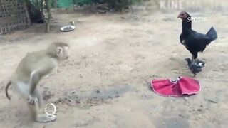 Monkies Funny Moments That Will Make You Laugh