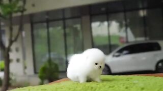 Soft soft pupy