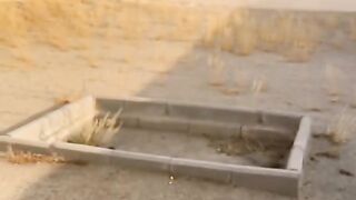 Amir Ul Momineen Syeda Maimunat Bint e Haris Grave