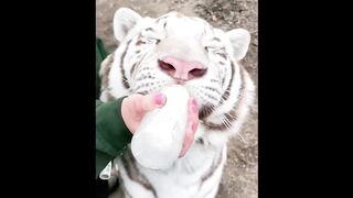 Cute baby animals Videos Compilation cute moment of the animals - Funniest Animals