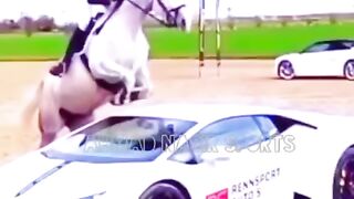#best#of#top5#horse#accident#of#world#best#jumping