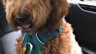 A dog who never refuse to listen to this sound. It's very effective.  Try It!