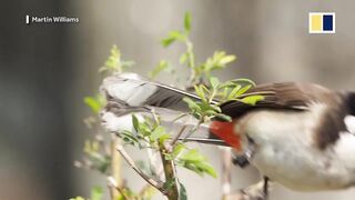 Birdwatching in Hong Kong_ how to identify the fantastic local birds