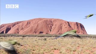 Biggest Swarm of Budgies bird beautifull