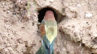 beautifull bird Bee Eater Live Cam – Lower Nest   N