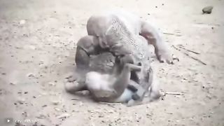 Варан Заживо Съел Обезьяну