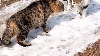 Funny video 591