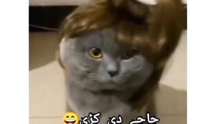 Beautiful cats 5