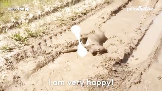 Funny dogs 8