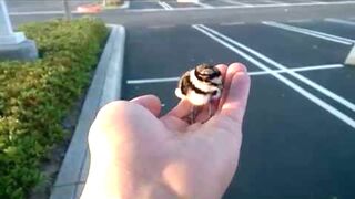 Rescued baby bird returned to parents