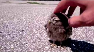 Baby Owl caressed in Verona Baby Owl