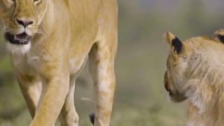 LION KING WILD LIFE