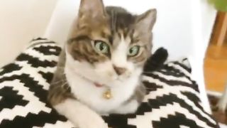 meowna lisa