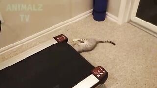 Vous aurez des larmes dans vos yeux de rire - La compilation FUNNIEST Cats 4