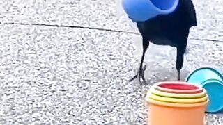 Smart Crow