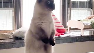 Kotik 4