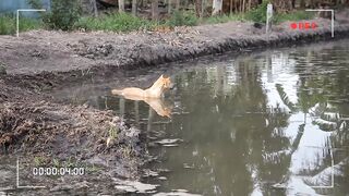 Funny Dogs Love Swimming - Puppy Videos 2020