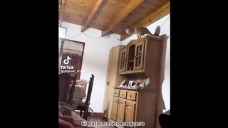 FUNNY CAT MEMES COMPILATION OF 2023 V16