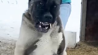 Ужасно собака ????????