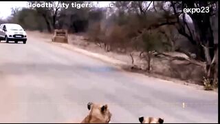 Lion's Leg Was Bitten Off By Hyena During A Fierce Confrontation Over Food