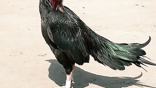 Black aseel murgha#*#*#follow me#*#