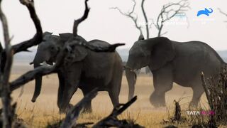 ANIMAL PLANET 4K