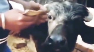 #funny video clips ????????????