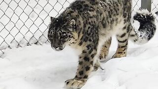 Tiger 4