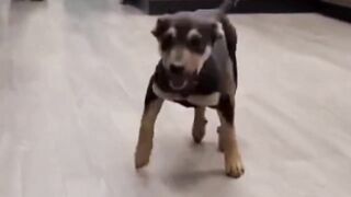 il dance super bien