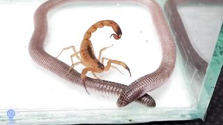 snake vs scorpion