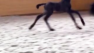 AMAZIN ANIMAL VIDEO