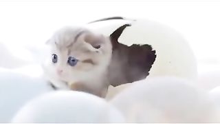 HOW CUTE 2