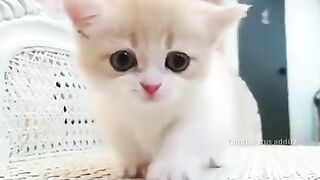 SO CUTE BABY CAT