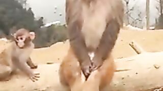 ALOON THE MONKEY VERY SAD MOOD