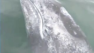 Big fish 6